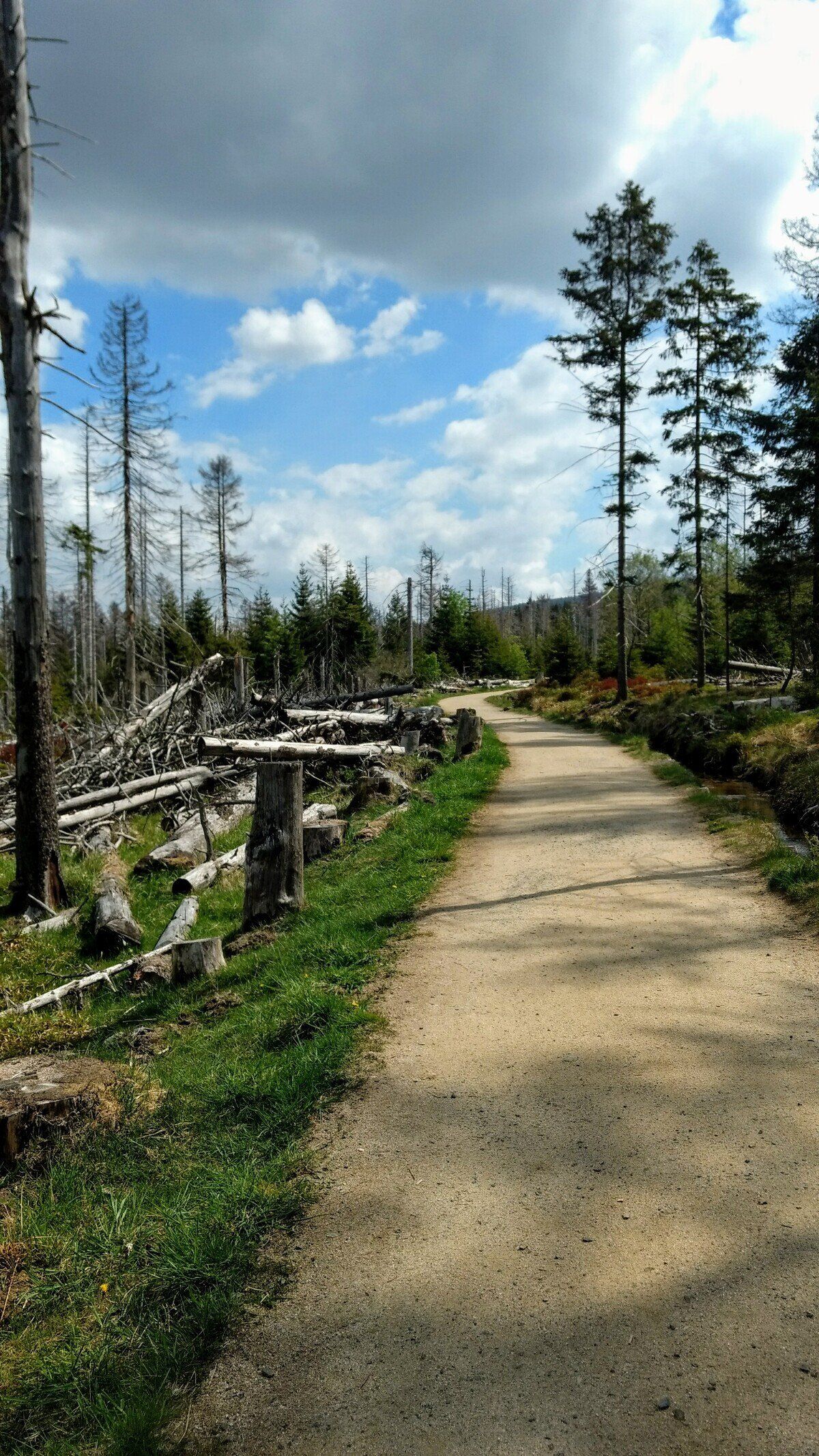 Der Beginn des Goethe-Wegs kurz hinter Torfhaus. Tote Bäume am Wegesrand