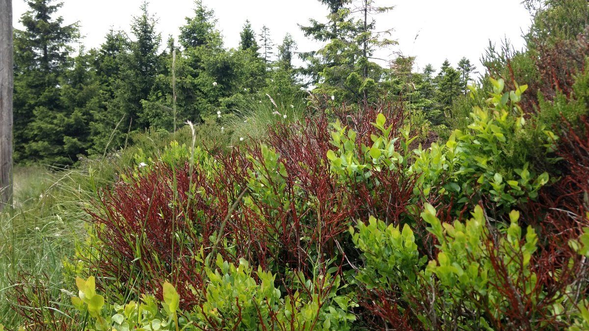 Vegetation am Rand des Goetheweges