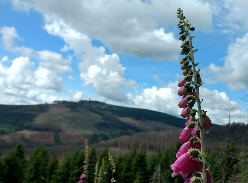 Fingerhut am Wegesrand, im Hintergrund der Wurmberg