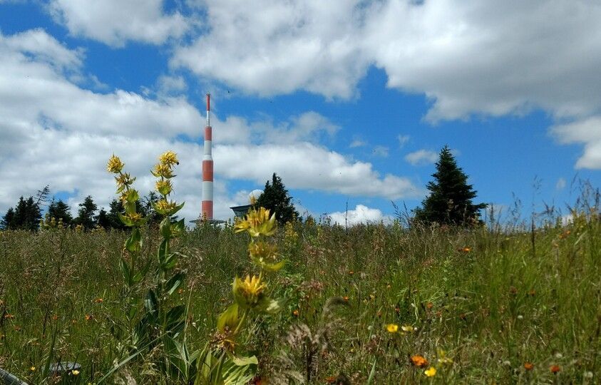 Antennenspitze im Hintergrund, Brockengarten im Vordergrund