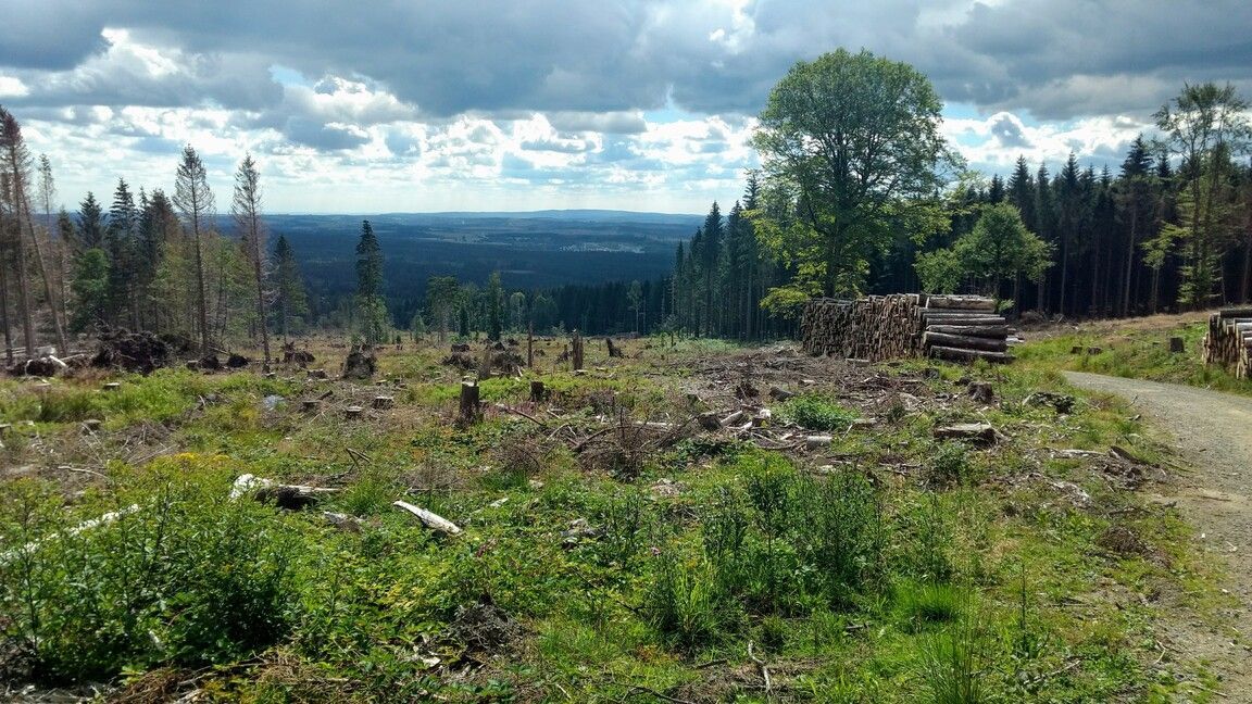 Kurz nach Drei Annen Hohne ein Feld mit gefällten Fichten.