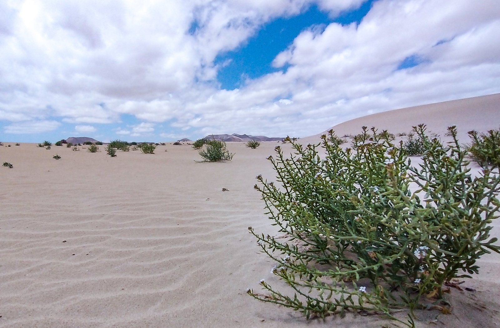 Weite Fläche im Parc ANtural Dunas de Corralejo auf Fuerteventura