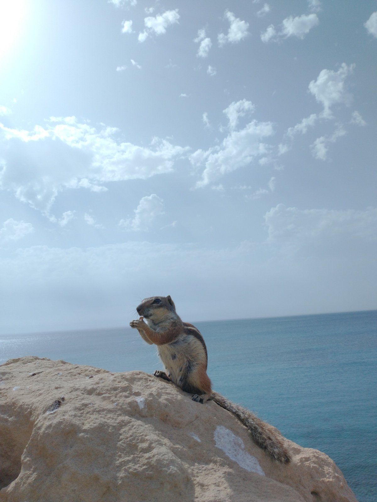 Die Strreifenhörnchen von Fuerteventura sind mittlerweile schon zur Plage geworden.