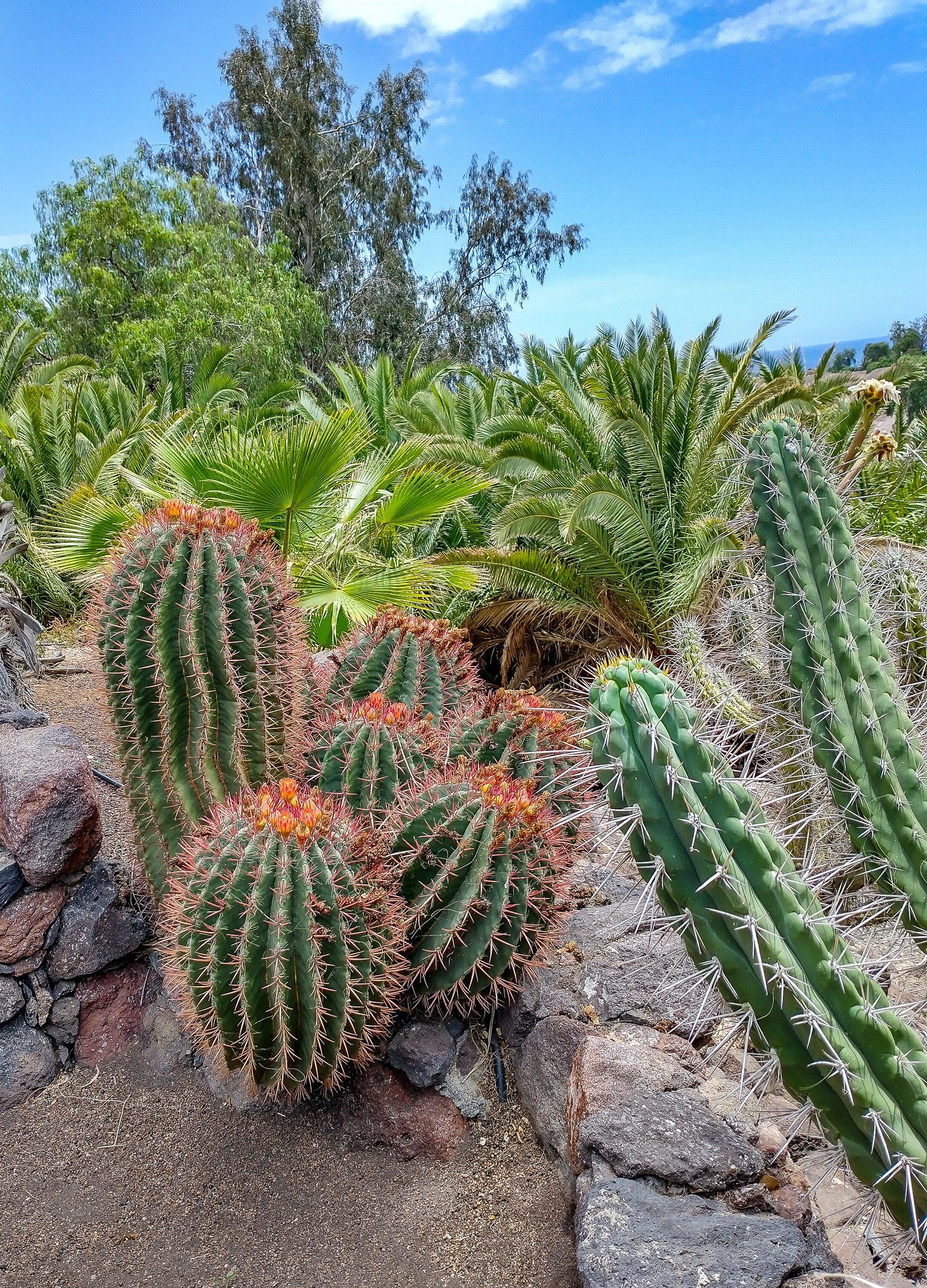 verschiedene Kakteenarten im Botanischen Garten im Oasis Park auf Fuerteventura