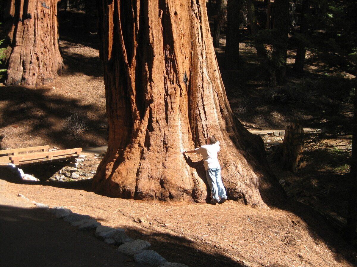 Sequia National Park, Kalifornien, USA, Mammutbaum