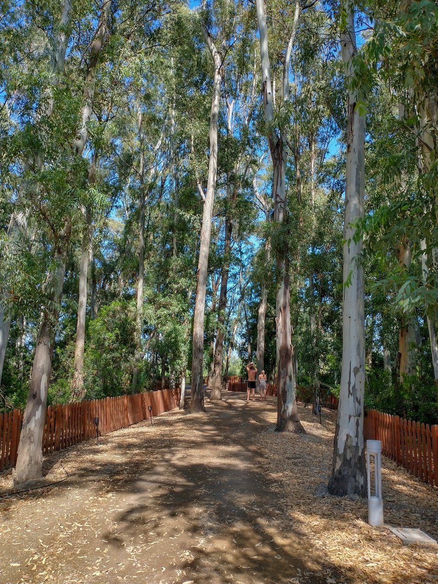 Der Weg vom Aldiana Club Clabria zum Strand führt durch einen Eukalyptus- und Pinienwald