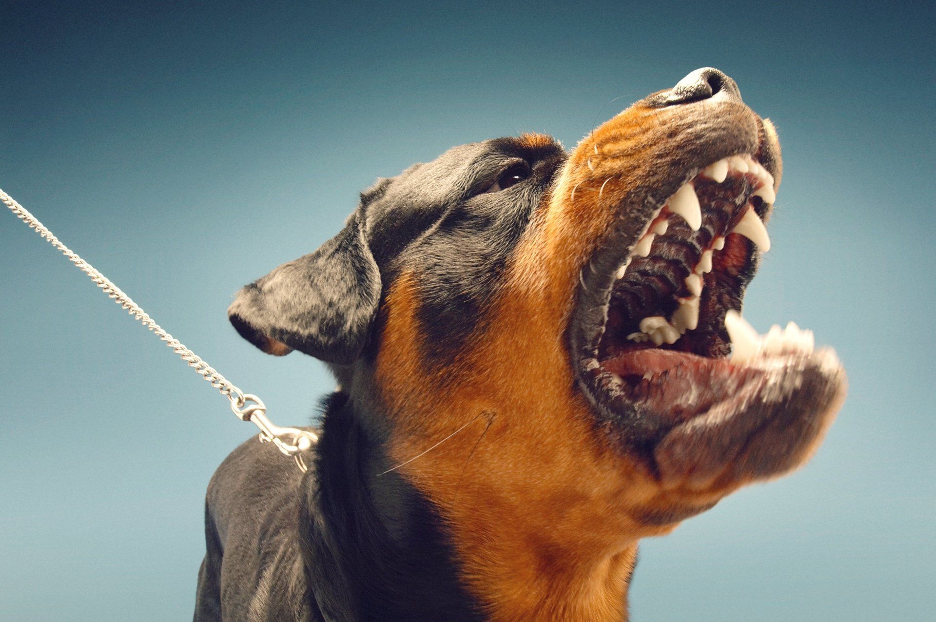 A close up of a dog on a leash with its mouth open