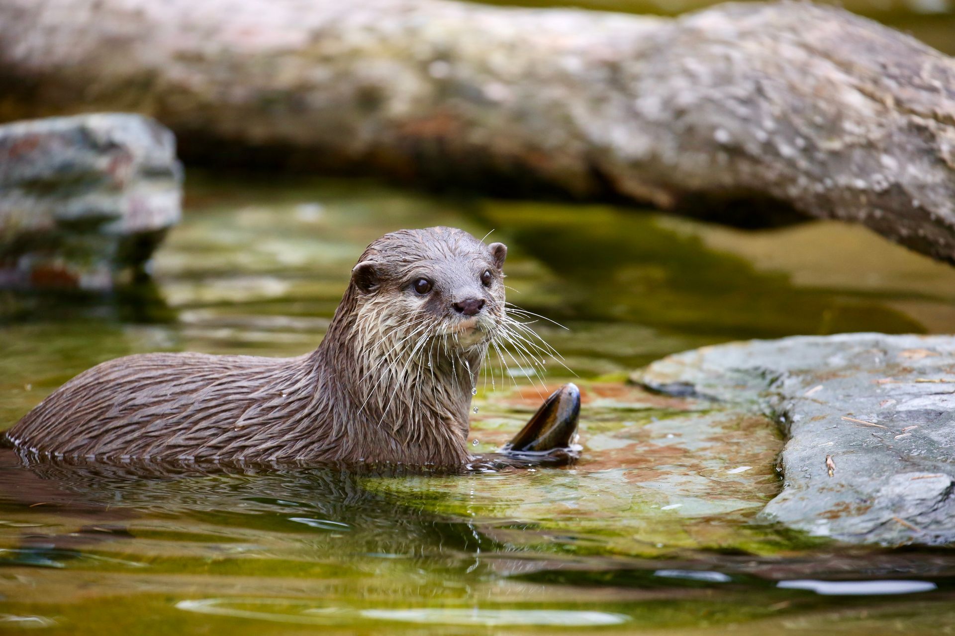 An otter swimming in calm water with one paw raised, near rocks and a fallen log.