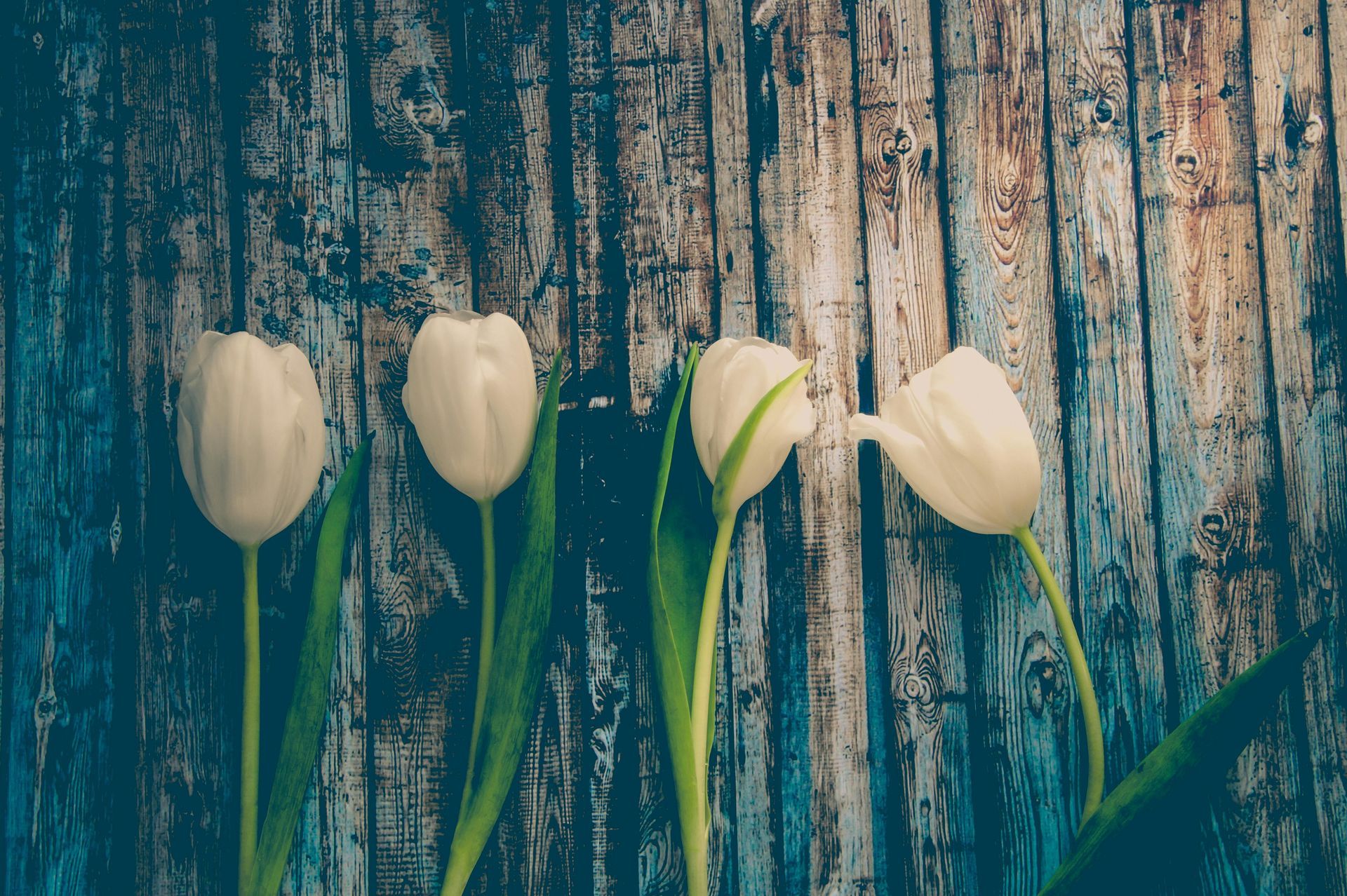 selling your Cochrane home in the spring with tulips on wood board