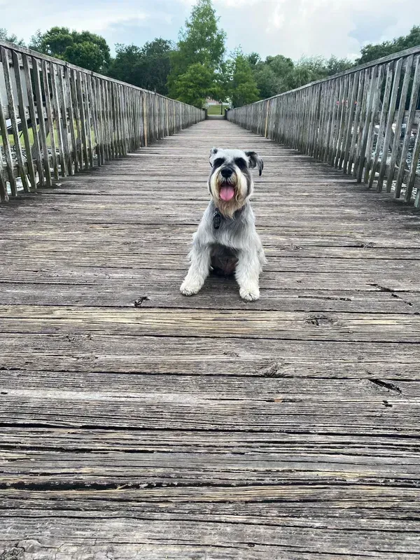 A small dog is sitting on a wooden bridge.