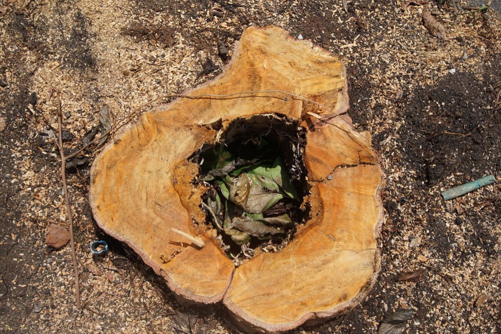 A Tree Stump With a Large Hollow Center — Arborcare Tree Service NQ In Port Douglas, QLD