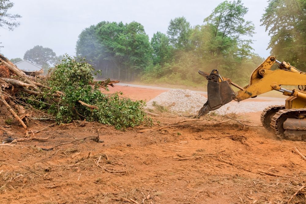 Arborist is Clearing Some Trees in the Area — Arborcare Tree Service NQ In Atherton Tablelands, QLD