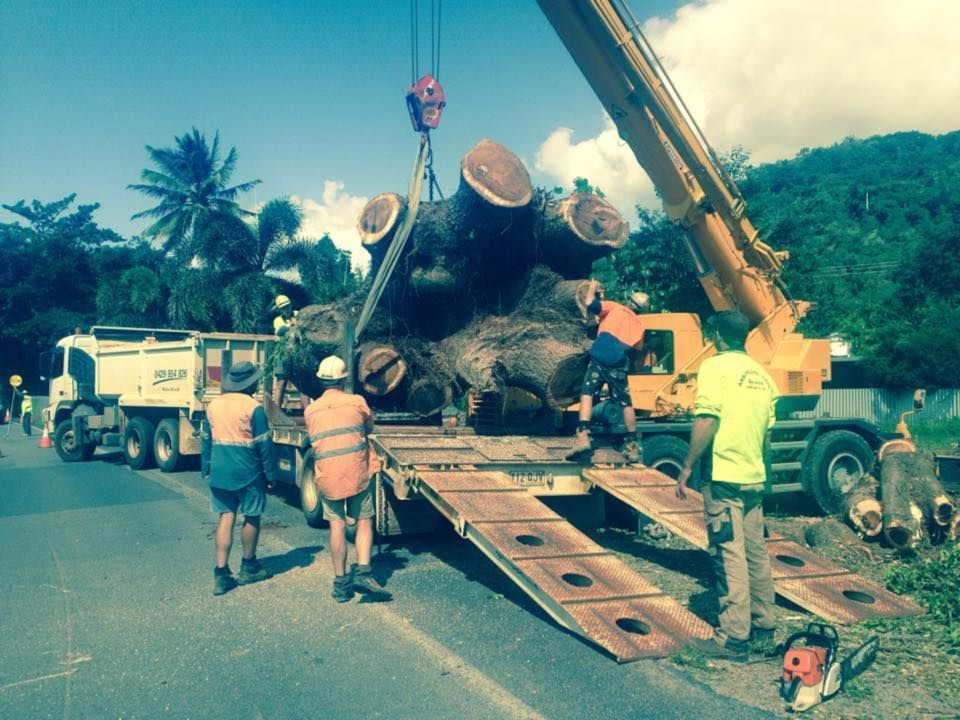 Workers use a cRane to Load a Massive Tree Trunk — Arborcare Tree Service NQ In Smithfield, QLD