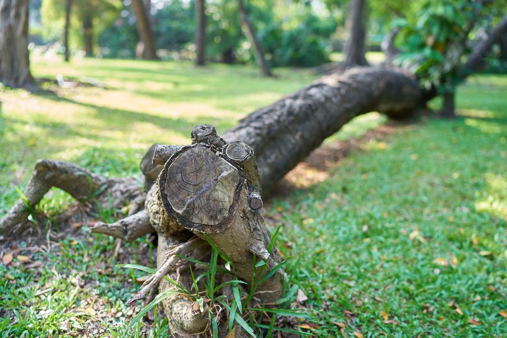 Fallen Tree Trunk on Green Grass in a Park — Arborcare Tree Service NQ In Port Douglas, QLD