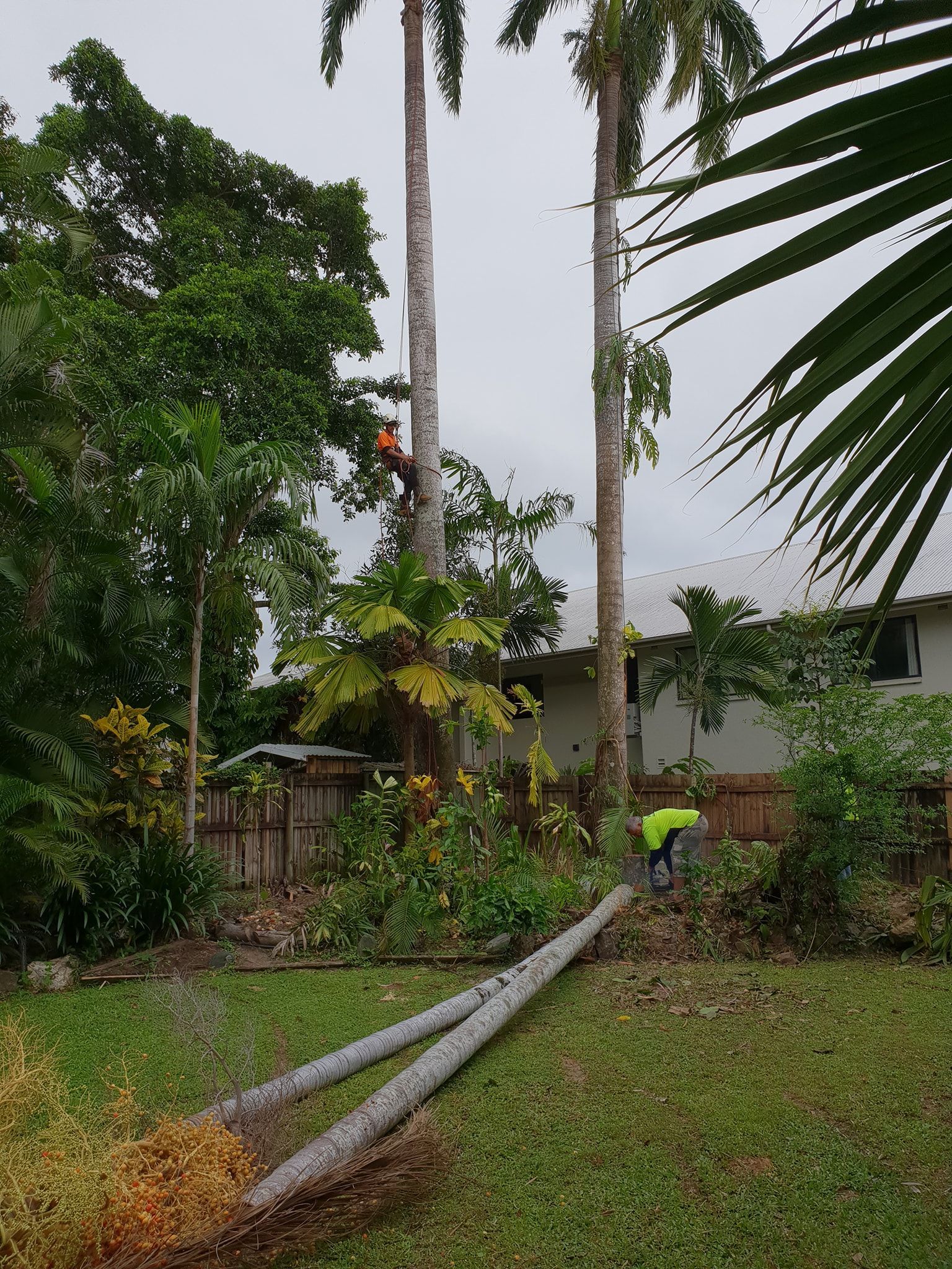 Two Workers Trimming Tall Palm Trees in a Yard — Arborcare Tree Service NQ In Smithfield, QLD