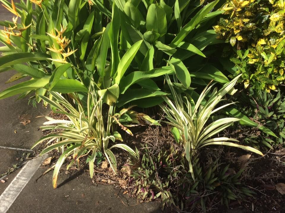 Two Small Variegated Plants With Yellow and Green Leaves Next to Pavement — Arborcare Tree Service NQ In Smithfield, QLD
