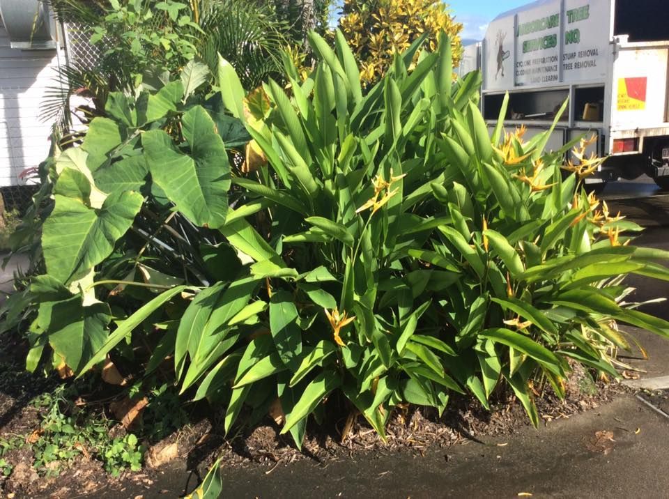Lush Green Plants With Yellow Flowers Next to a Sidewalk — Arborcare Tree Service NQ In Smithfield, QLD