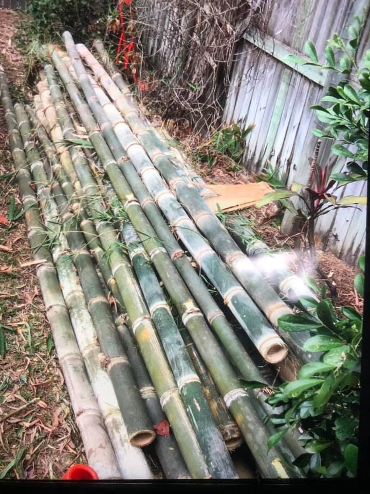 Pile of Green Bamboo Stalks in an Outdoor — Arborcare Tree Service NQ In Smithfield, QLD