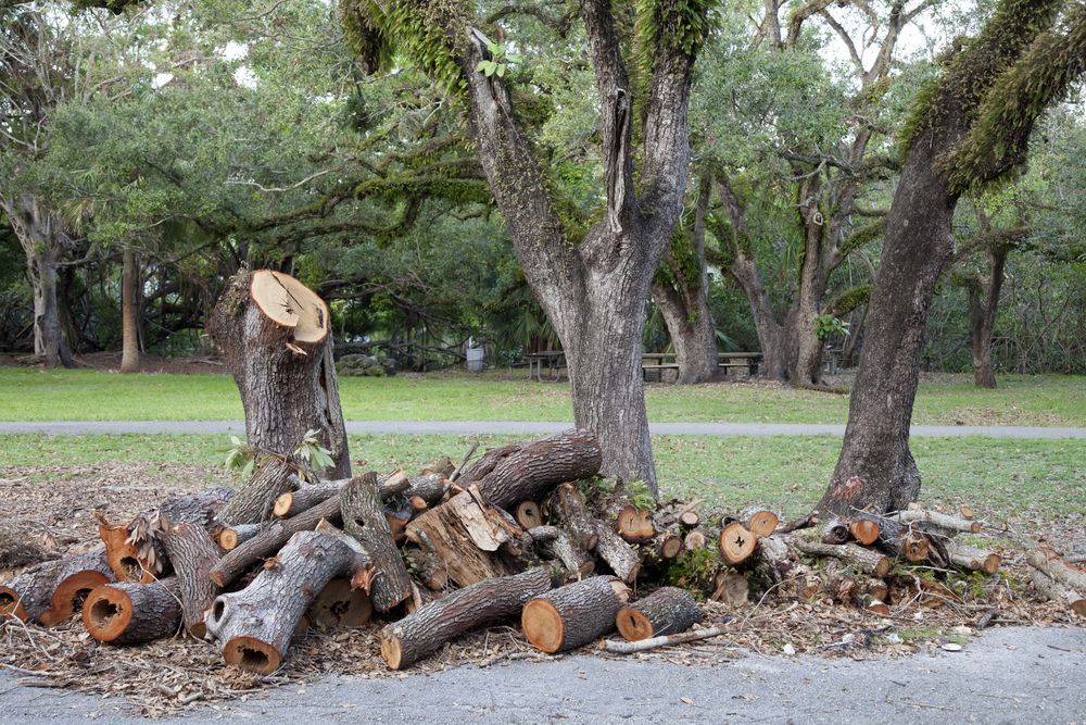 Logs of Cut Wood Piled Near Trees With Cut Stumps in a Park Setting — Arborcare Tree Service NQ In Northern Beaches, NSW