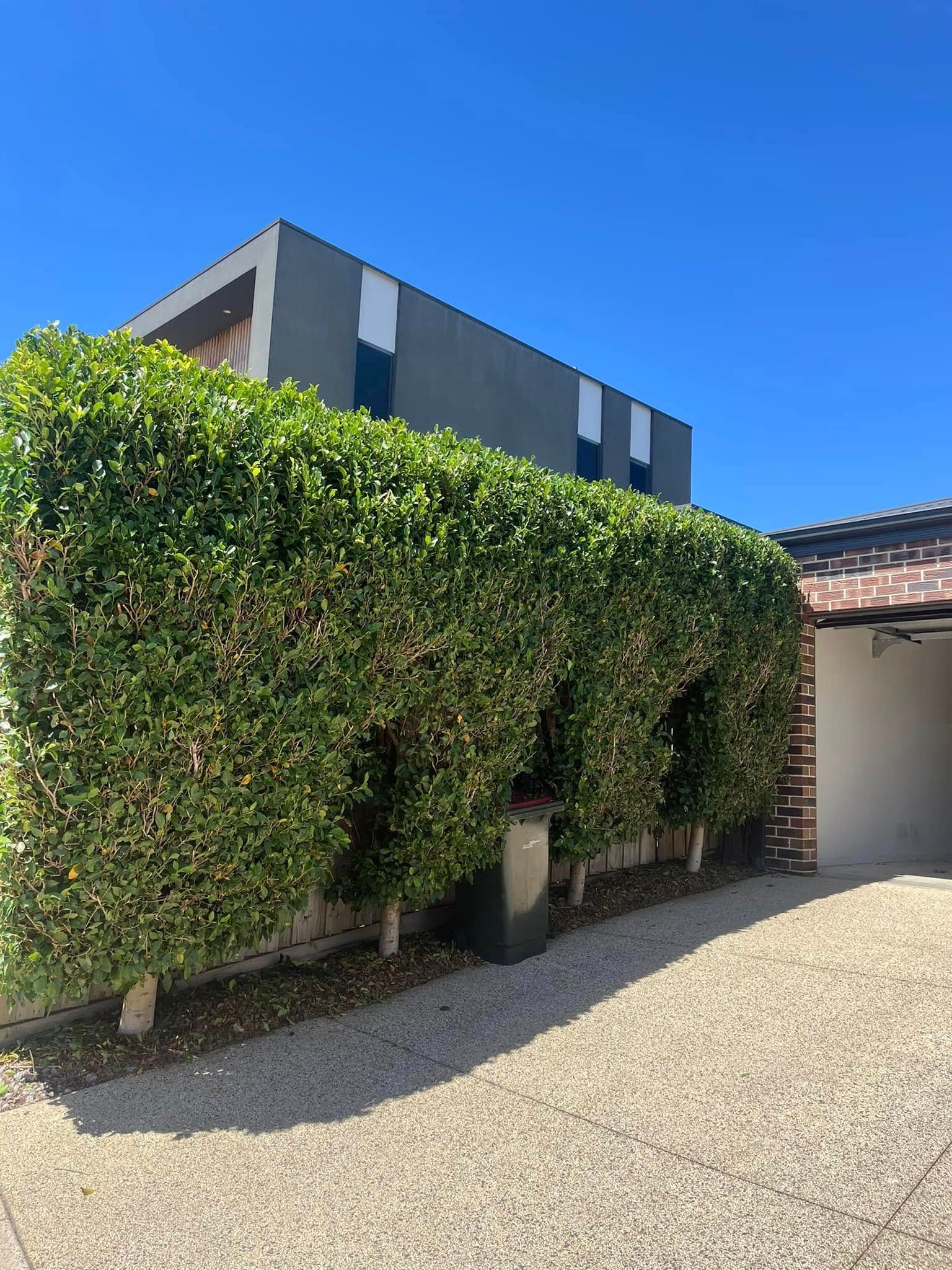 A Black Umbrella is Sitting in Front of a Hedge — RJT Lawn and Gardening in Drysdale, VIC