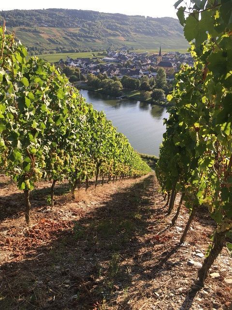 Impression Weinberg