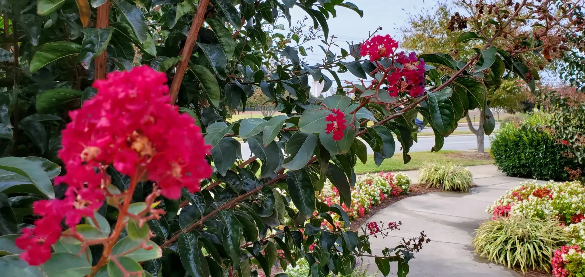 Bright red crepe myrtle flowers bloom along a winding garden path.