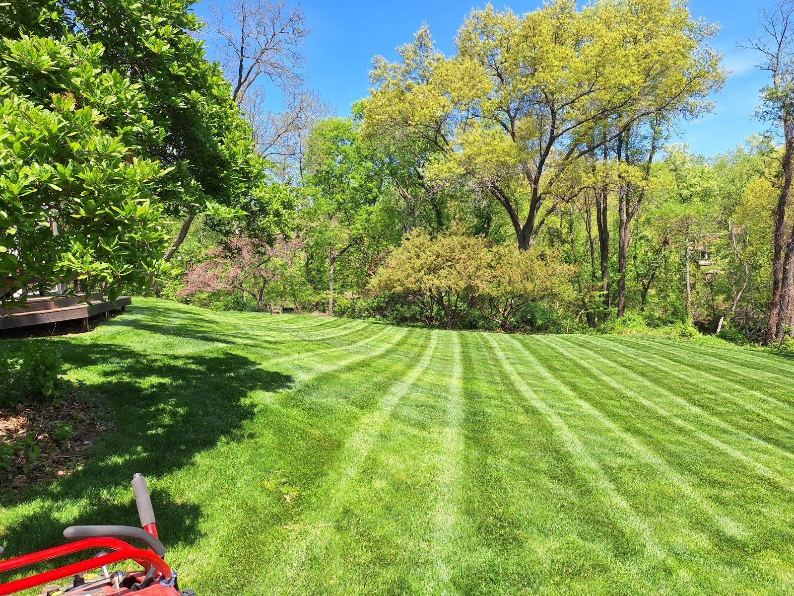 Freshly mowed lawn with stripes, surrounded by trees and a bright blue sky.