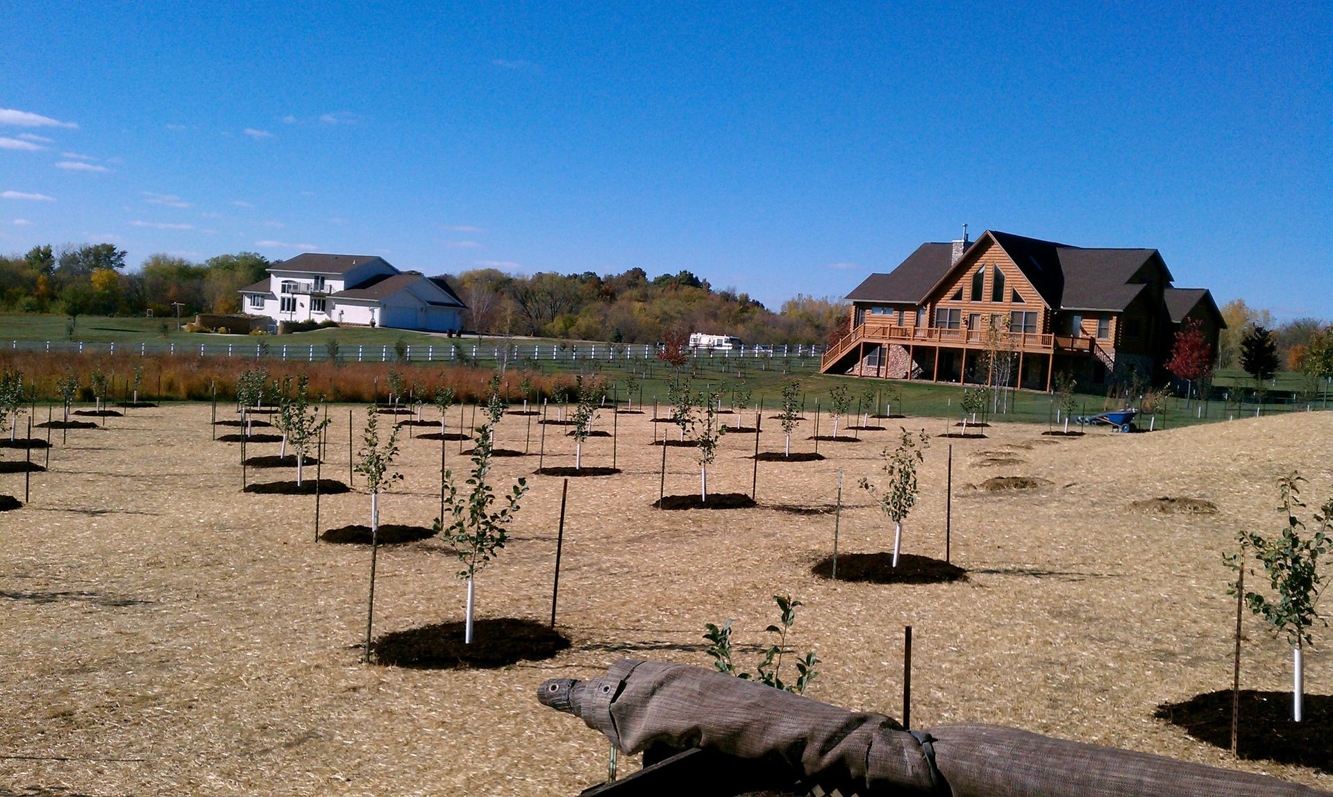 Young trees planted in a field with houses in the background on a sunny day.