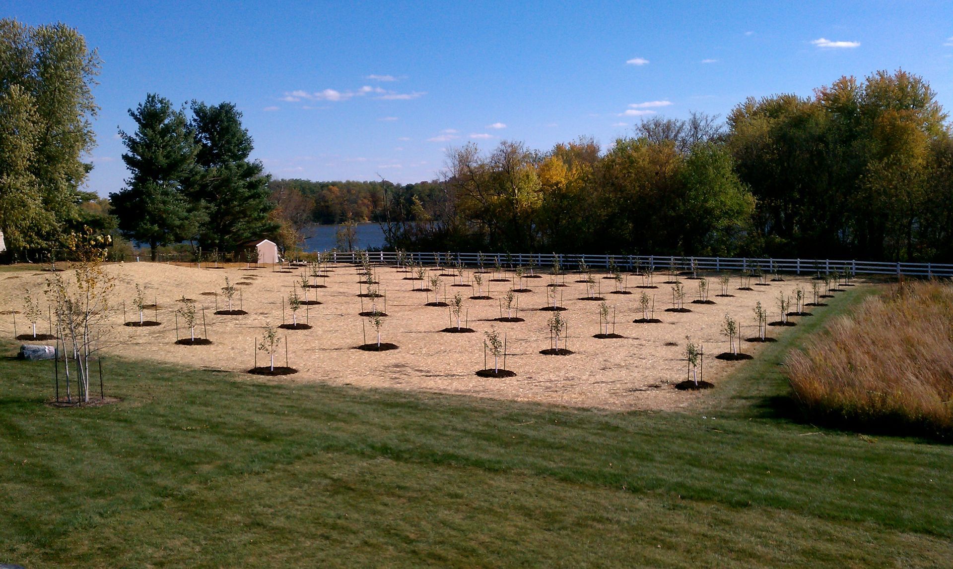 A grid of young trees planted in a gravel bed, with trees and a lake in the background.