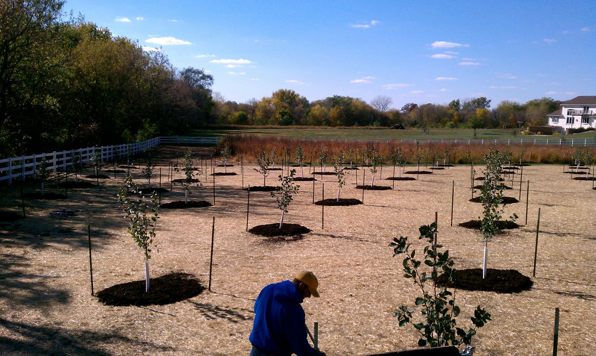 Person tending young trees in a field, under a bright blue sky. Brown mulch surrounds each tree.