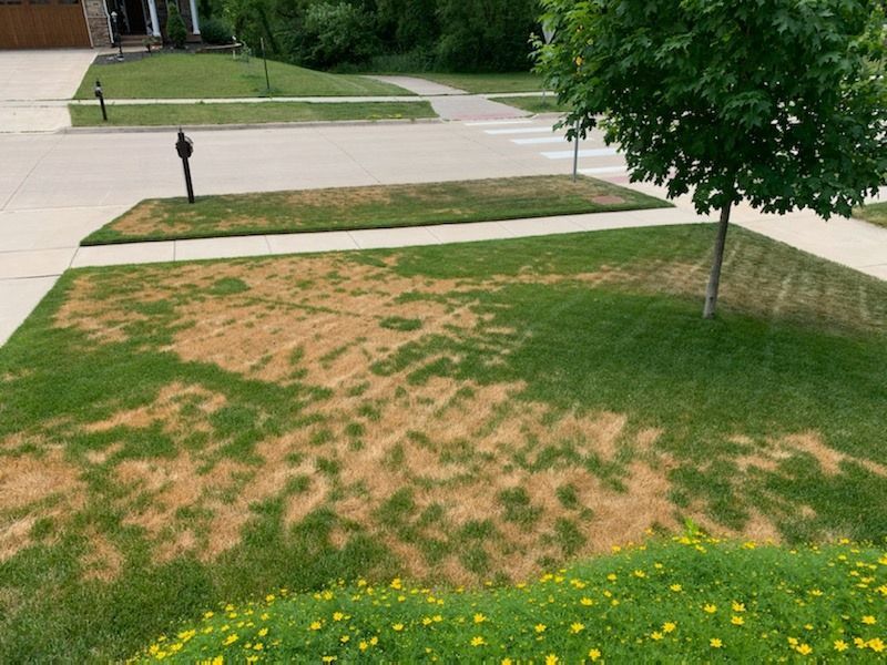 A lawn with a lot of brown grass and a tree in the middle of it.