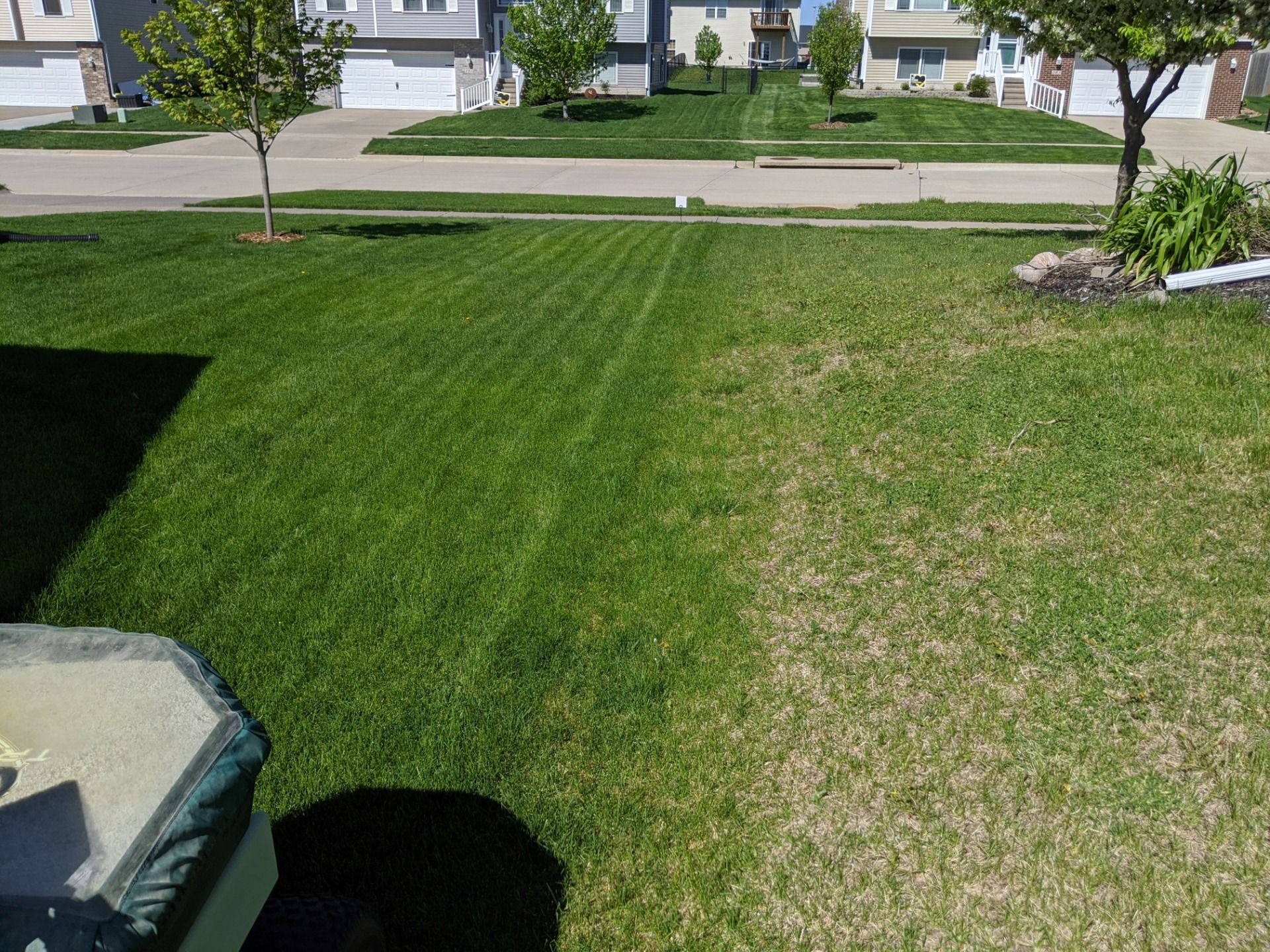 A lush green lawn in a residential neighborhood with houses in the background.