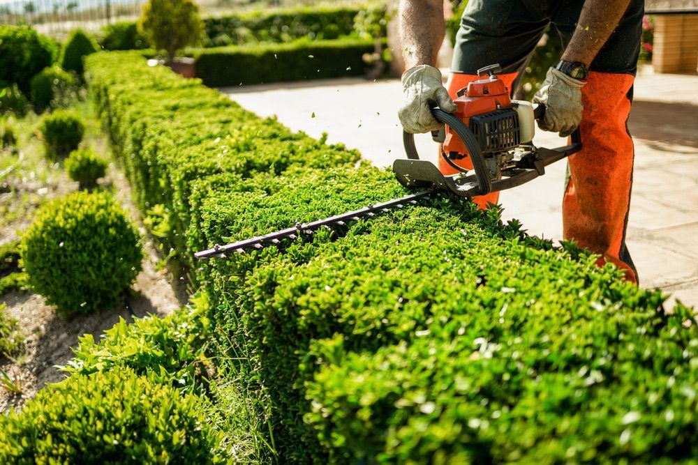 A man is cutting a hedge with a hedge trimmer.