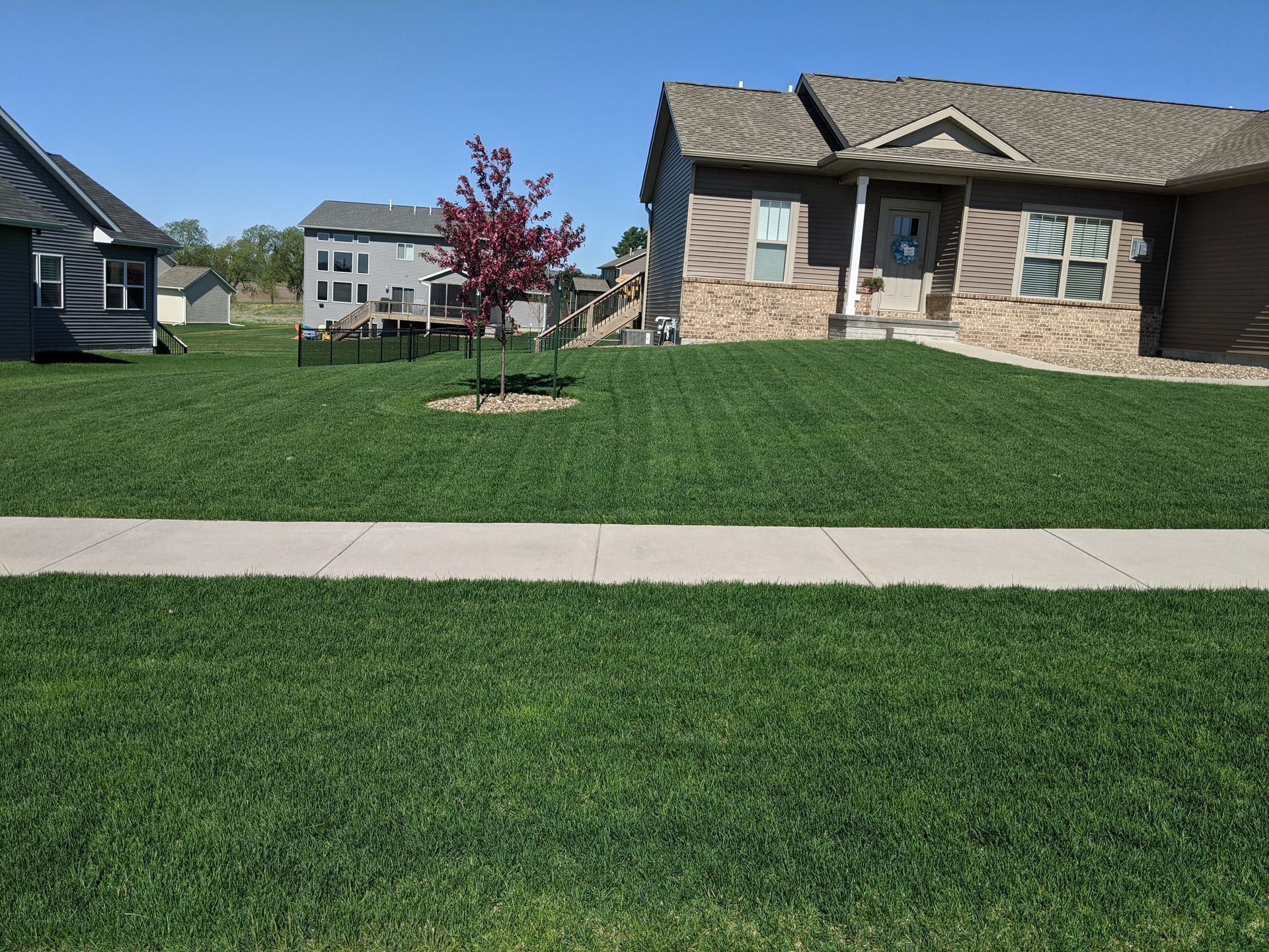 Lush green lawn in front of a house, sidewalk in between. A tree with red leaves stands in the yard.