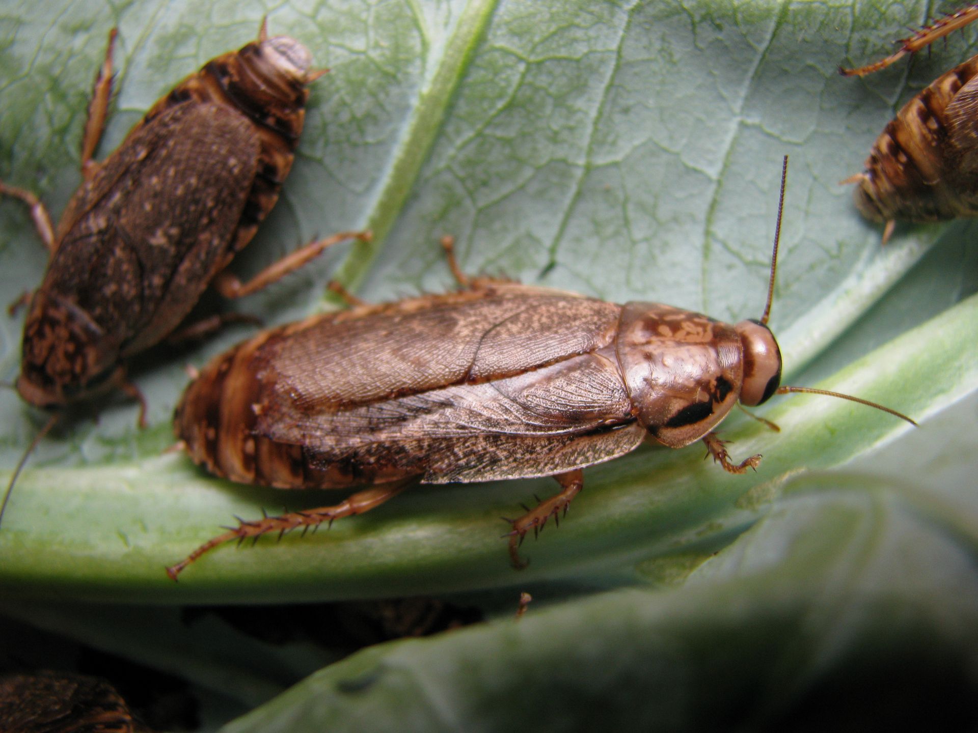 Brown cockroaches on a green leafy vegetable.