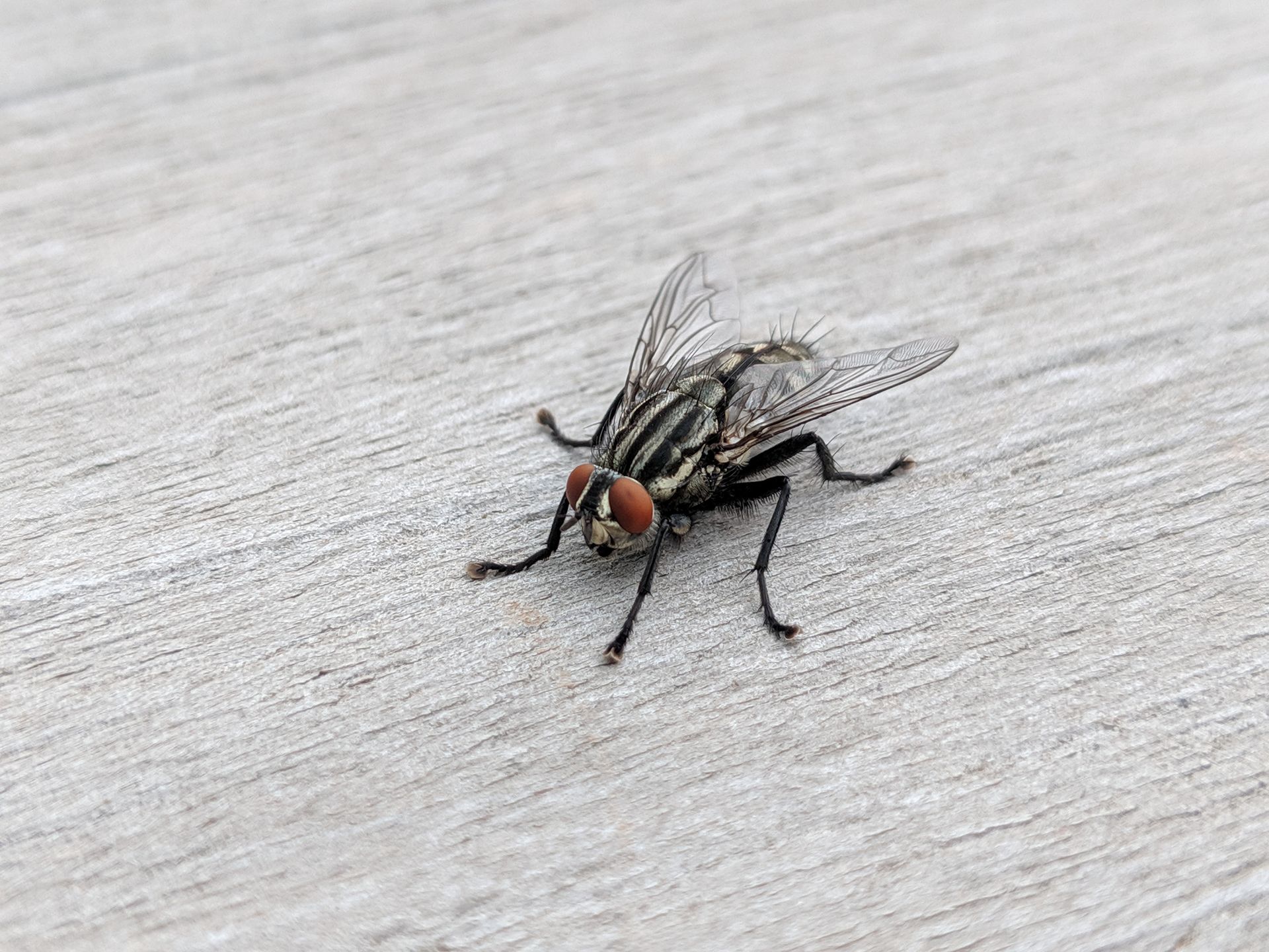 Fly with red eyes on a gray surface, likely concrete, with visible wing detail.