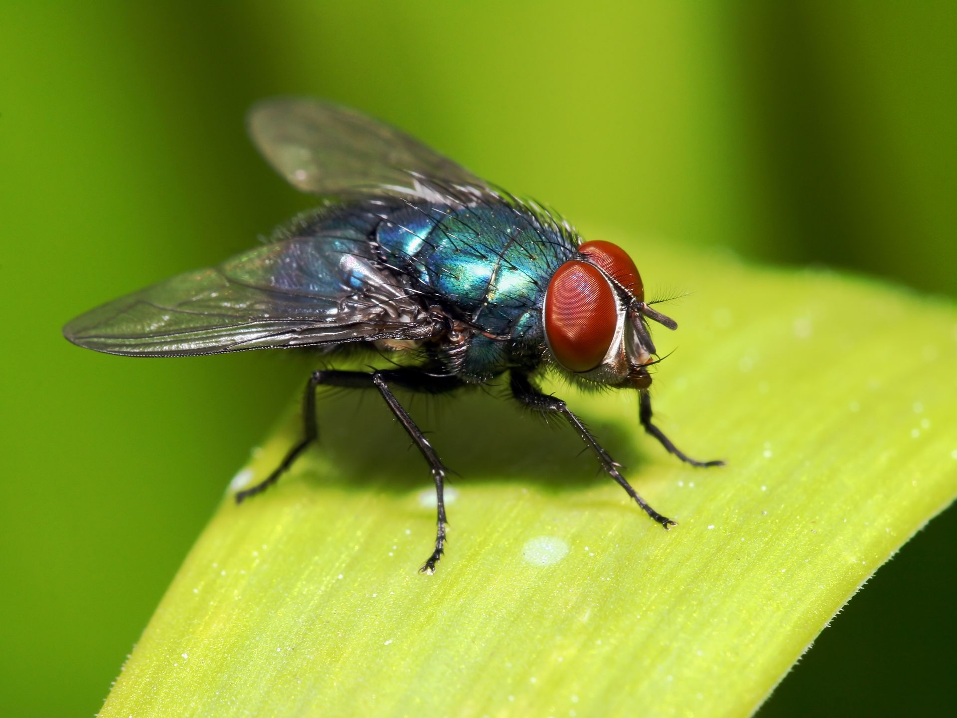 A shiny blue fly with red eyes rests on a green leaf.