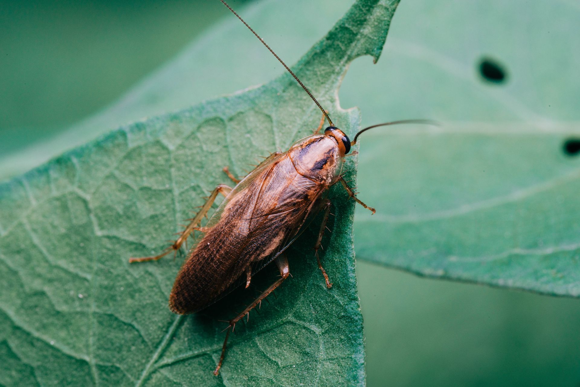 Brown cockroach on a green leaf, with visible antennae and leaf damage.