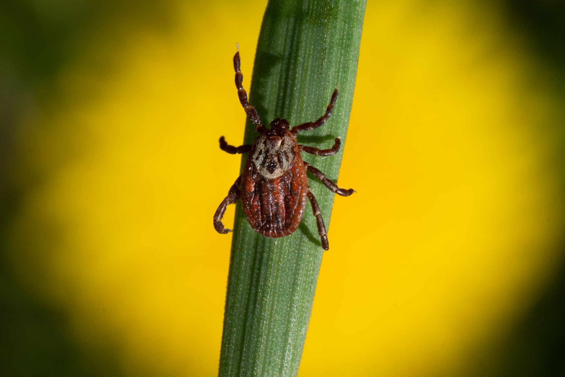 Tick on a green blade of grass with a yellow background.