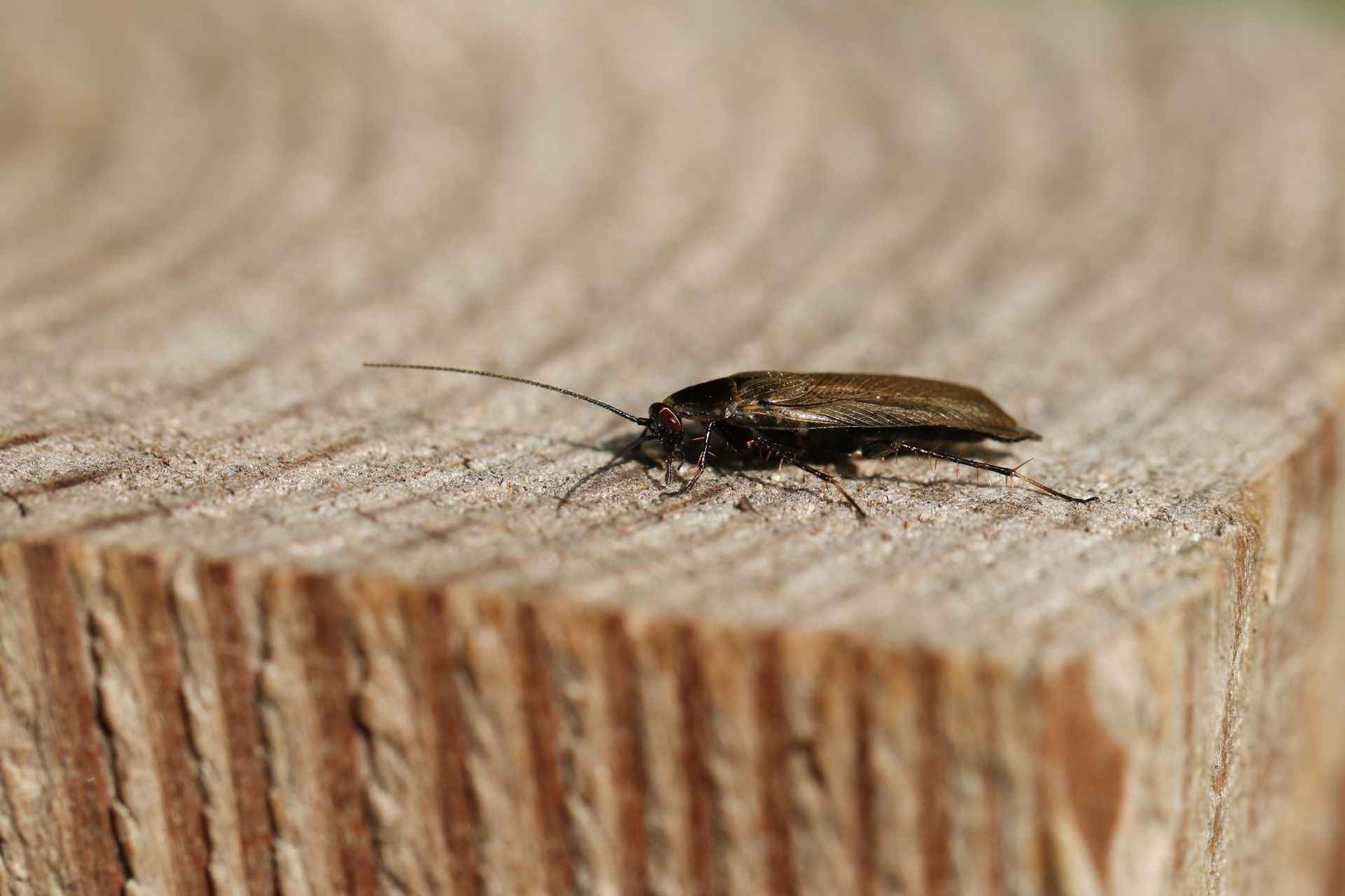 Cockroach on a wooden surface. Brown beetle with long antennae.