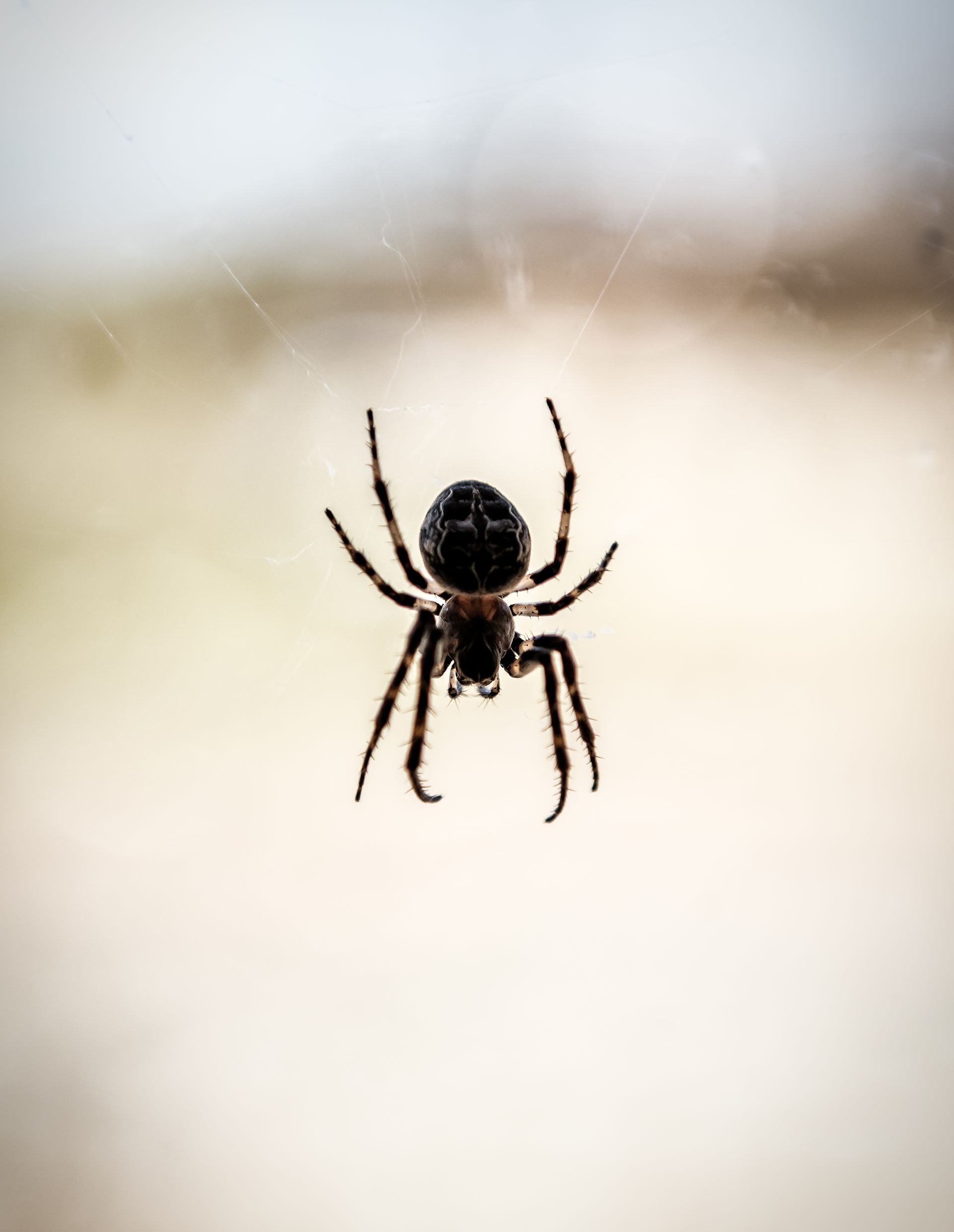 Spider in web, silhouetted against blurry beige and white background.