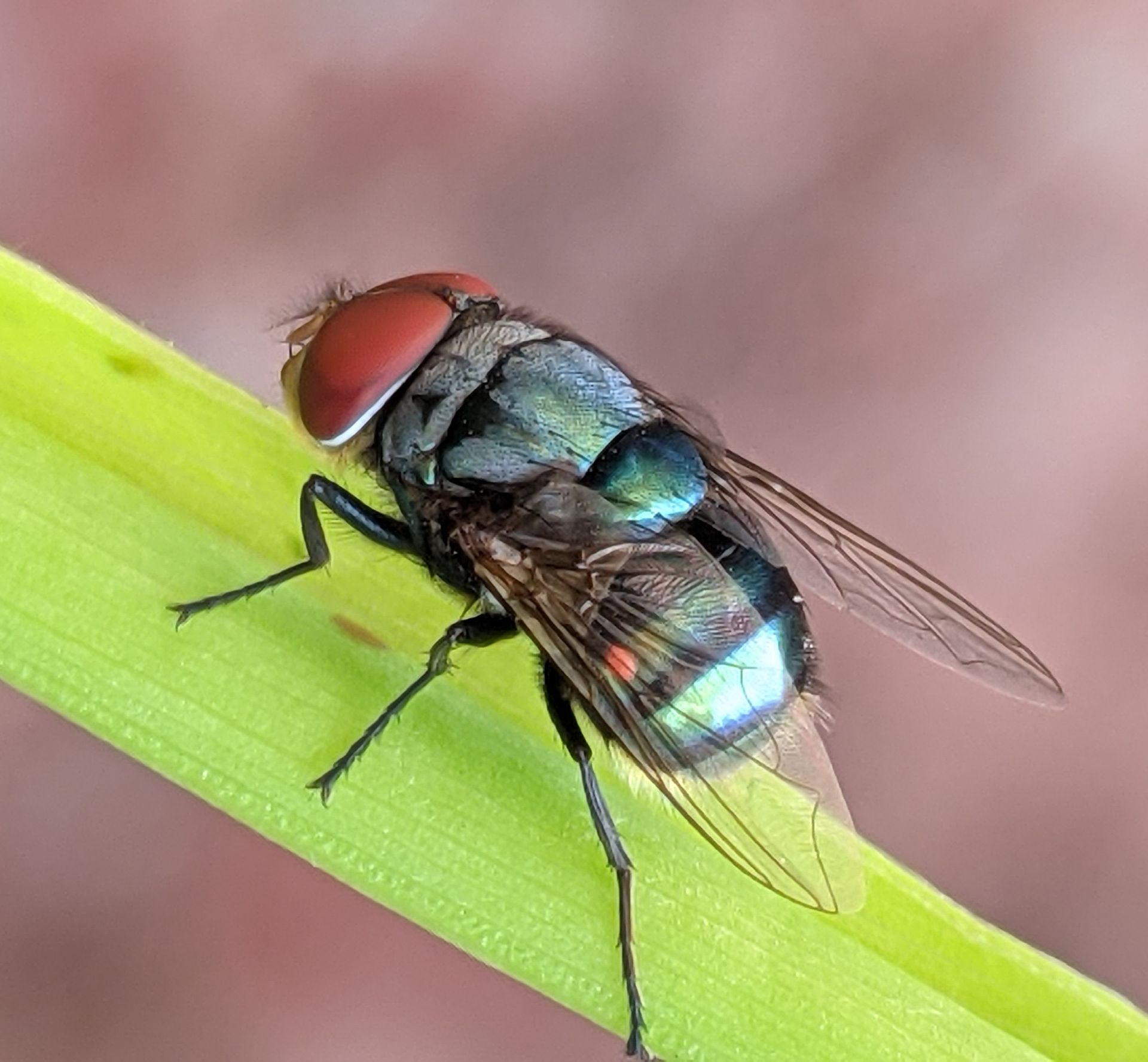 Green bottle fly with iridescent body resting on a green leaf.