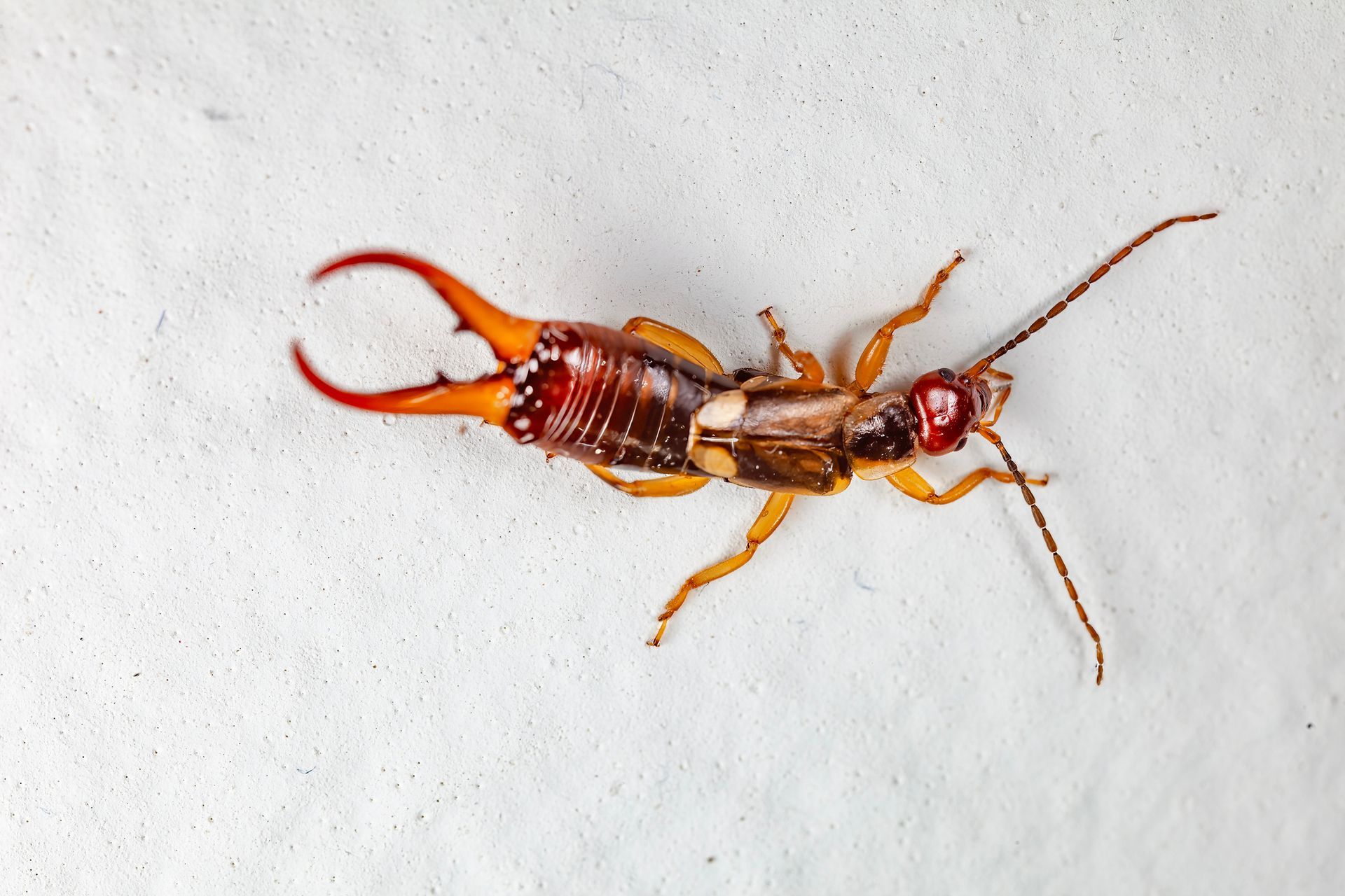 Earwig insect with pincers on a white background.