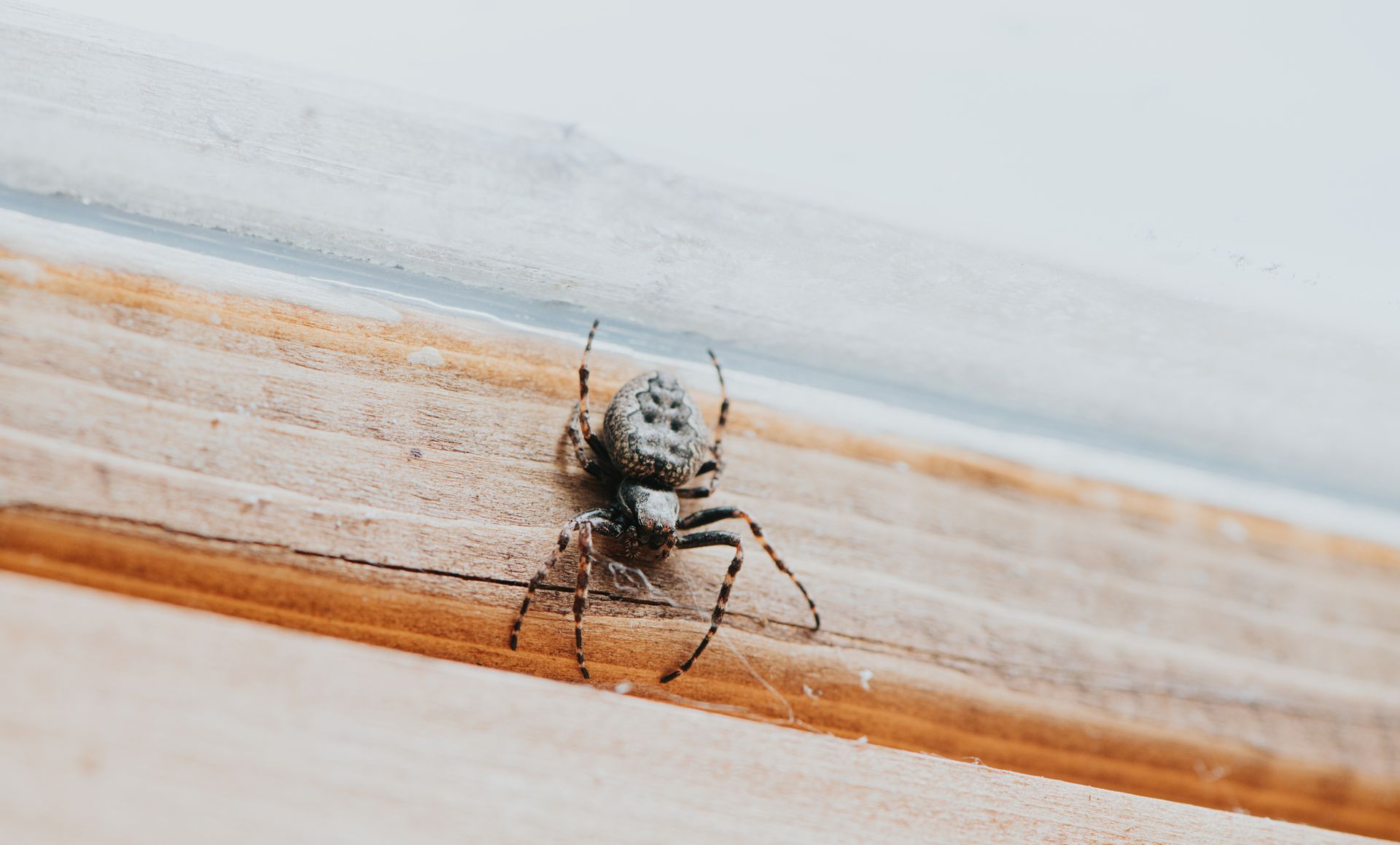 Spider on wooden plank. Gray body, black legs. Close-up.
