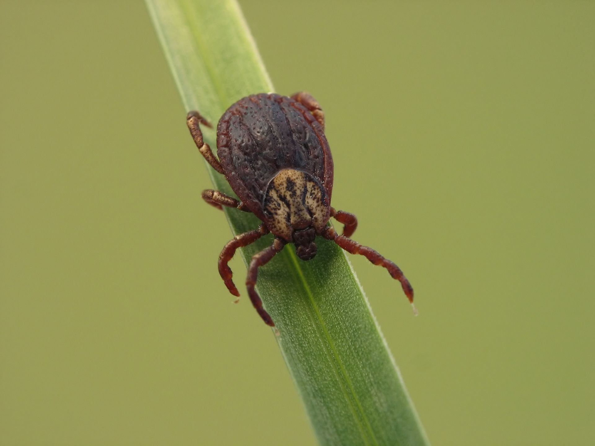 Tick on a green blade of grass, brown body with patterned head, reddish-brown legs, against a blurred green background.