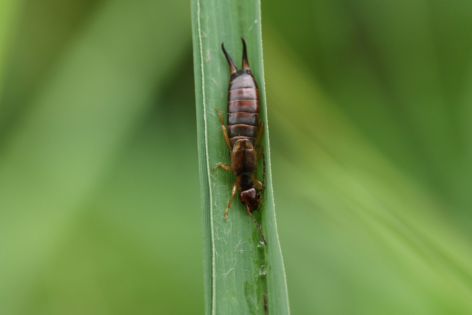 Earwig with pincers on a green blade of grass, blurred green background.