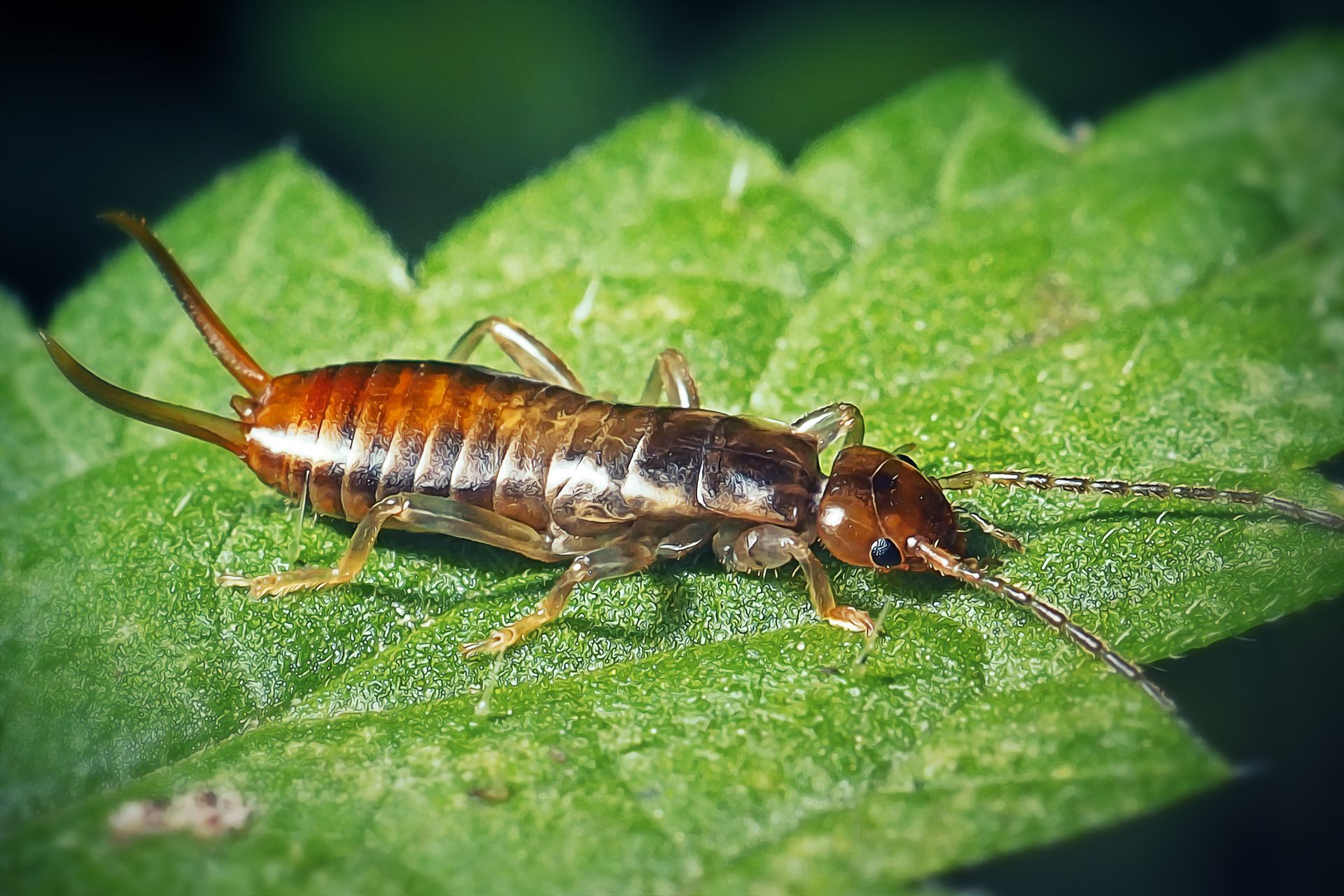 Earwig insect on a green leaf, brown body, long antennae, and pincer-like cerci.