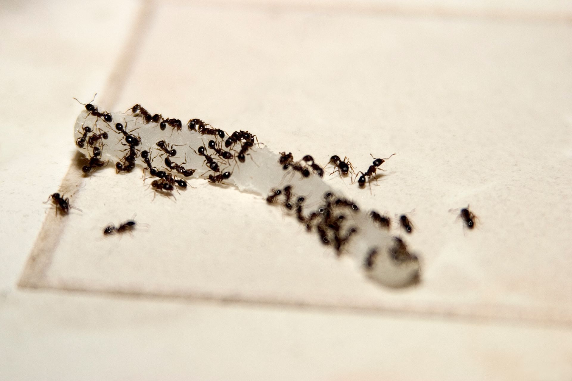 Ants swarming a light-colored, syrupy substance on a white tile floor.