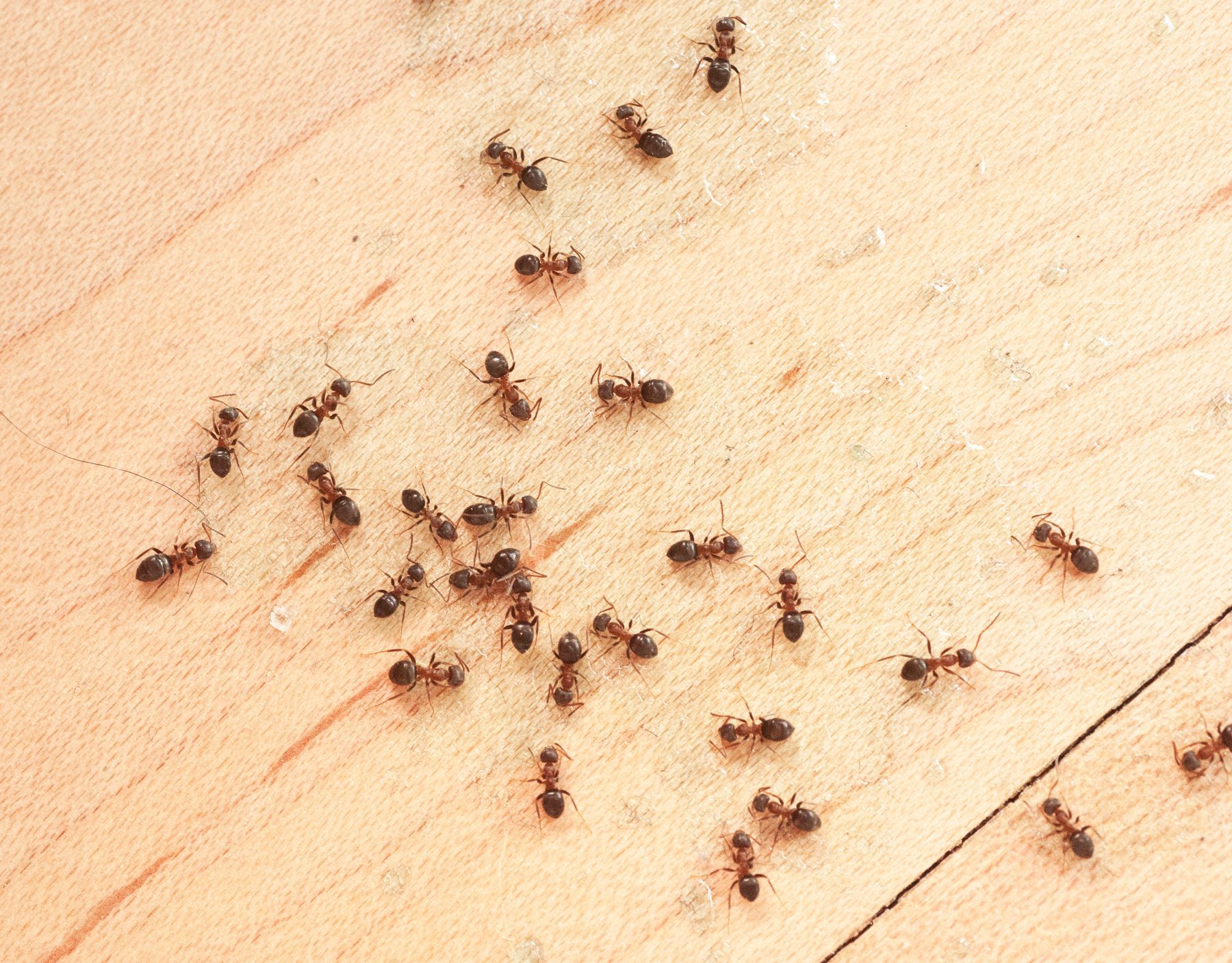 Group of ants crawling on a light-colored wooden surface.
