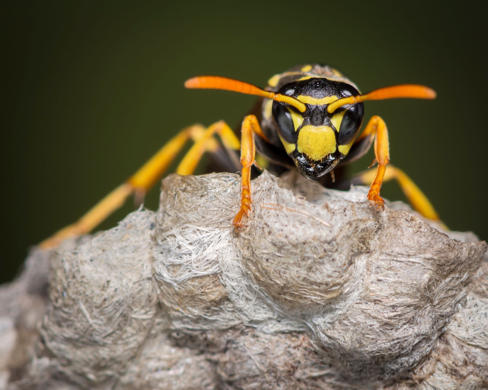 Wasp with black and yellow markings perched on a gray paper-like nest, looking directly at the viewer.